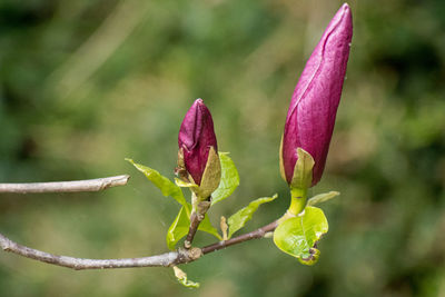 Close-up of pink flowering plant