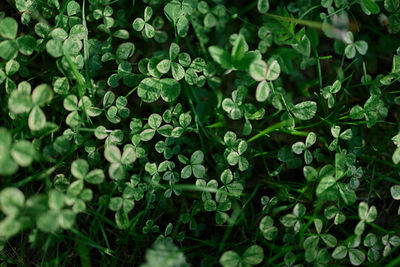 Full frame shot of plants