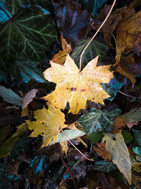 High angle view of maple leaves on land