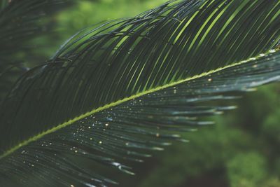 Close-up of leaf