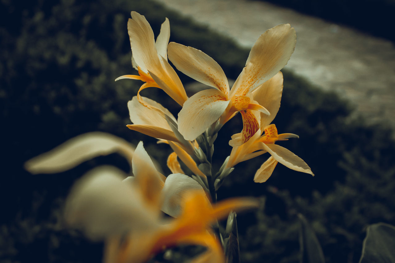 CLOSE-UP OF YELLOW FLOWER