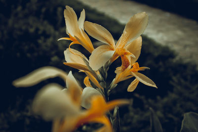 Close-up of yellow flowering plant