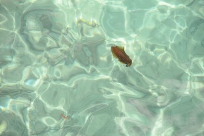 High angle view of turtle in swimming pool