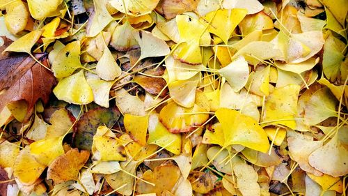 Full frame shot of autumnal leaves