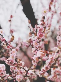 Close-up of pink cherry blossoms in spring