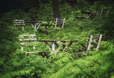 View of trees in forest