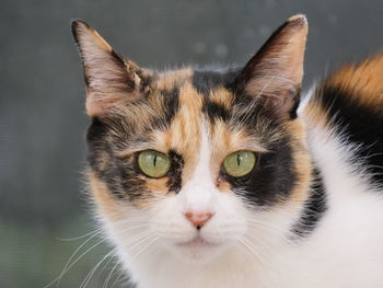 Close-up portrait of cat