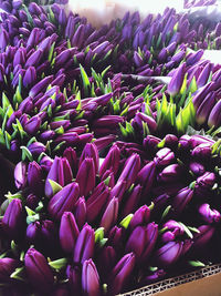 Close-up of purple flowers for sale in market