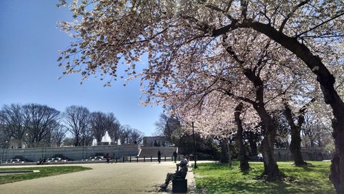 Trees in park against sky