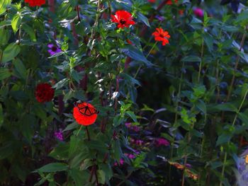 Close-up of red flowers