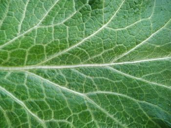 Full frame shot of green leaf