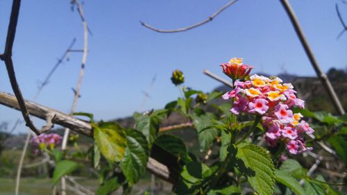 Close-up of pink flowering plant against clear sky