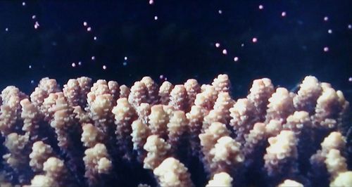 Close-up of coral in sea