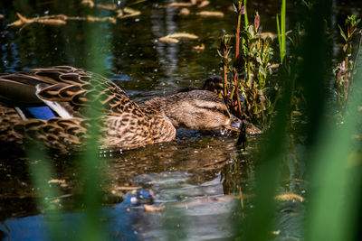 Ducks swimming in lake