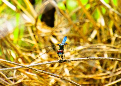 Close-up of dragonfly on plant