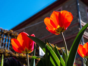 Close-up of orange tulips