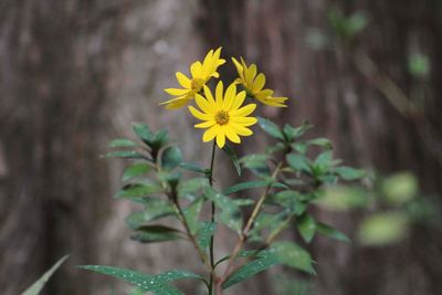 Close-up of yellow flowers