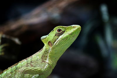 Close-up of green lizard