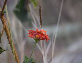 Close-up of red flowering plant