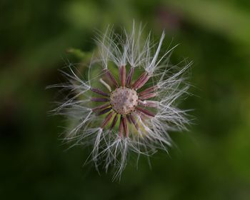 Close-up of dandelion on plant