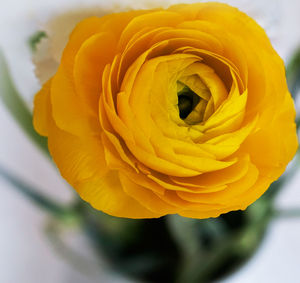 Close-up of rose