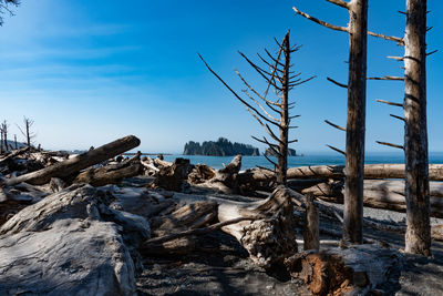 Driftwood on tree trunk against sky