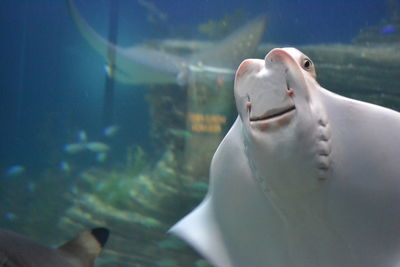 Close-up of stingray in aquarium