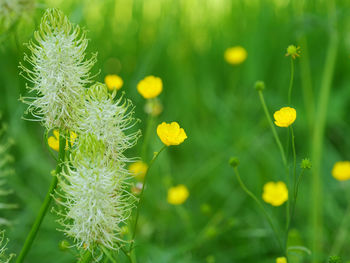 Close-up of yellow flowering plant on field