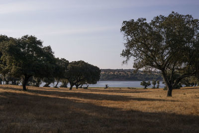 View of trees on field against sky