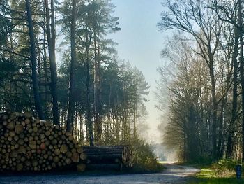 Stack of logs in forest