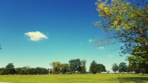 Trees on grassy field