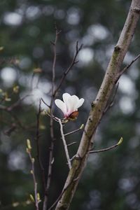 Close-up of white flowering plant