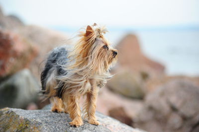 Close-up of a dog on rock