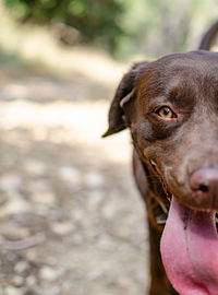A close up half portrait image of a chocolate labrador dog during a walk