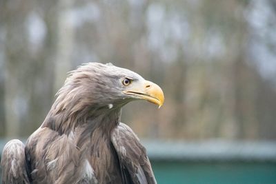 Close-up of eagle