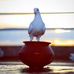 Close-up of pigeon perching