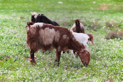 Side view of goat grazing on field