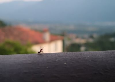 Close-up of insect on retaining wall