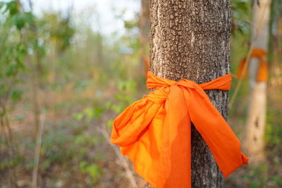 Close-up of orange tied up on wooden post