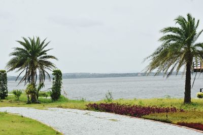 Palm trees by sea against sky