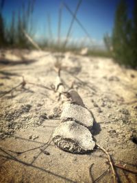 Close-up of animal on dirt road