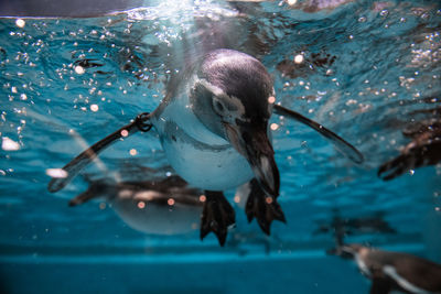 View of birds swimming in sea