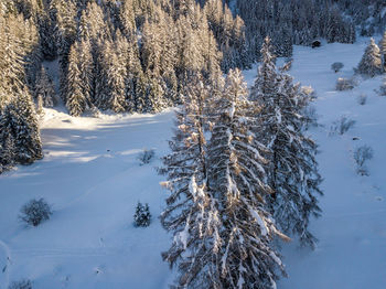 Snow covered pine tree in forest