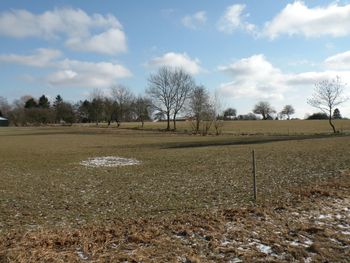 Trees on field against sky