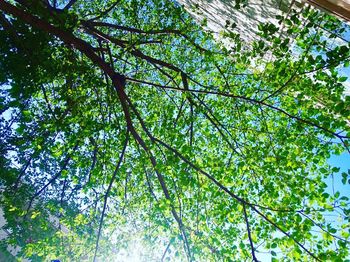 Low angle view of tree against sky