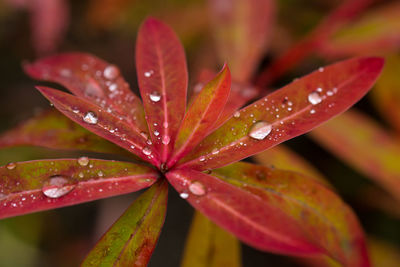 Close-up of water drops on maple leaf