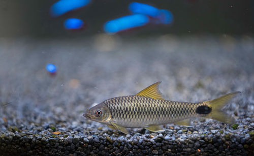 Fish swimming in sea