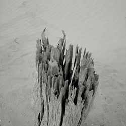 Close-up of cactus on sand at beach