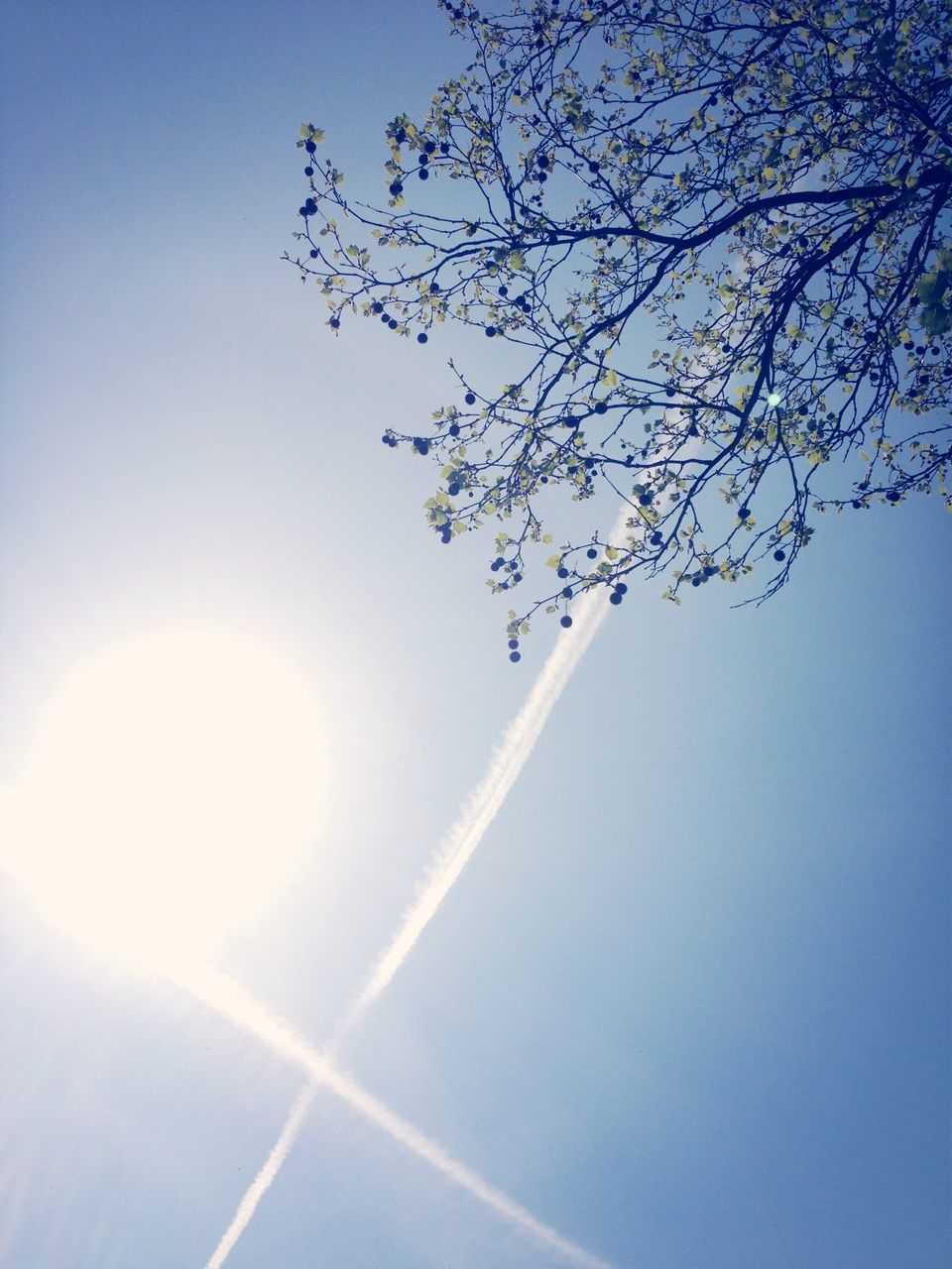 sun, low angle view, sunbeam, sunlight, clear sky, tree, blue, lens flare, branch, beauty in nature, nature, growth, bright, sky, sunny, flower, day, tranquility, outdoors, no people