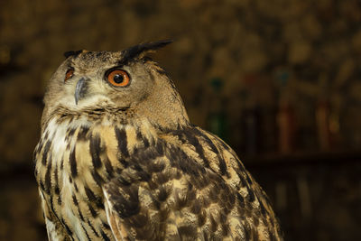 Close-up portrait of owl